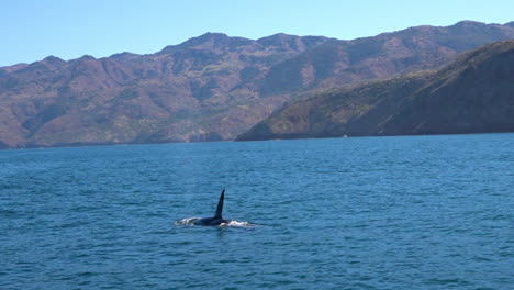 Enorme-Orca-Orca-Nadando-En-El-Océano-Pacífico,-Cerca-De-Las-Islas-Del-Canal-Santa-Bárbara,-California-1