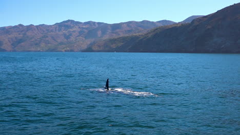 Enorme-Orca-Orca-Nadando-En-El-Océano-Pacífico,-Cerca-De-Las-Islas-Del-Canal-De-Santa-Bárbara,-California-2