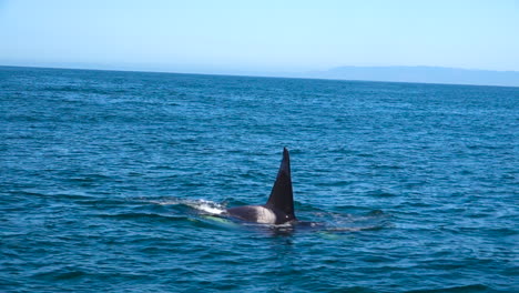 Enorme-Orca-Orca-Nadando-En-El-Océano-Pacífico,-Cerca-De-Las-Islas-Del-Canal-De-Santa-Bárbara,-California-3
