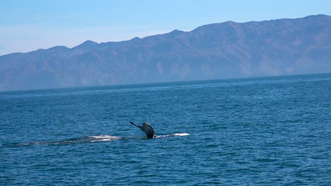Buckelwal-Schwimmen-Im-Pazifischen-Ozean-In-Der-Nähe-Der-Kanalinseln-Santa-Barbara-Kalifornien-Ca