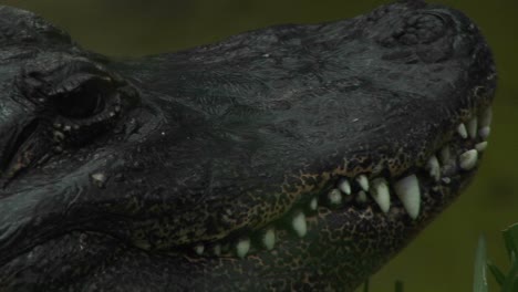 An-alligator-stares-at-its-surroundings