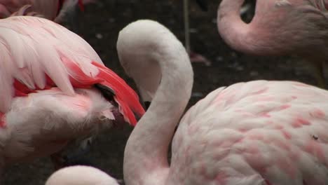 Ein-Flamingo-Kratzt-Sich