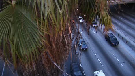 A-tall-palm-tree-looms-over-a-busy-freeway