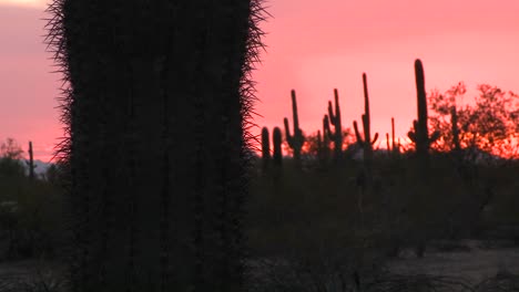 Atardecer-Del-Desierto-Rojo-Con-Un-Paisaje-De-Campo-De-Cactus