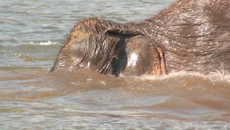 Elefanten-In-Thailand-Laufen-Und-Baden-In-Etwas-Wasser-Und-Jemand-Spritzt-Wasser-Auf-Sie