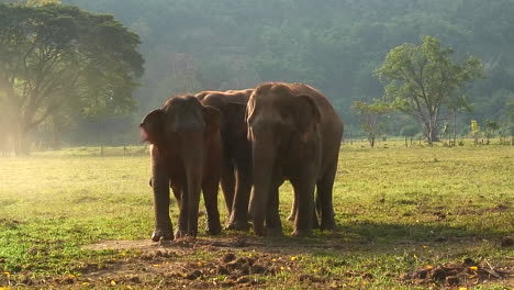 One-elephant-mounts-another-in-an-open-field