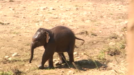 Baby-elephant-runs-near-the-shore-line