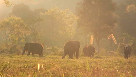 A-couple-of-people-walk-through-a-field-with-a-herd-of-elephants