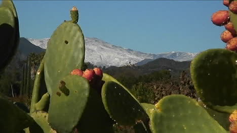 Cactus-Bañarse-En-La-Luz-Del-Sol-Brillante