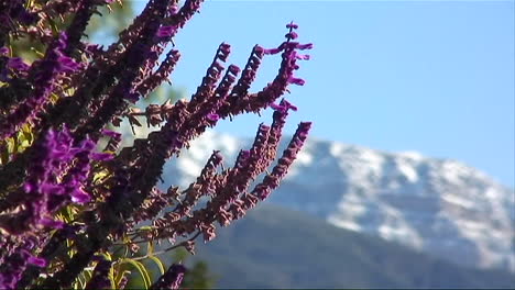 Cerca-De-Pequeñas-Flores-De-Montaña-Púrpura