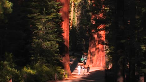 People-walk-near-pacific-old-grove-trees-at-the-Sequoia-National-Park