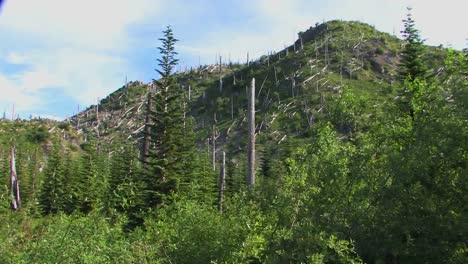 Bare-evergreen-trees-remain-on-a-hillside-after-deforestation-at-Mt-St-Helens-National-Park