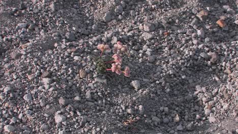 A-plant-grows-among-gravel-at-Mt-St-Helens-National-Park