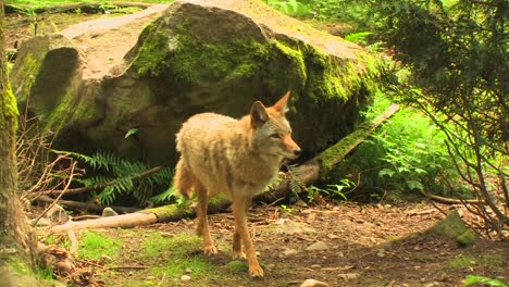 -coyotes-walk-around-a-forest-at-day