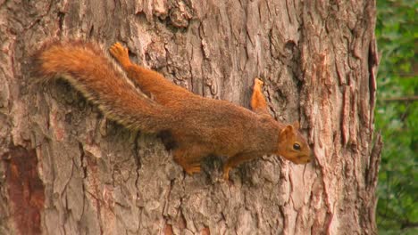 A-squirrel-grips-the-bark-of-tree-trunk