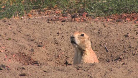A-prairie-dog-peers-out-of-his-hole-in-the-ground