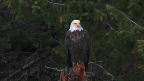 An-American-bald-eagle-sits-on-a-tree-branch-1