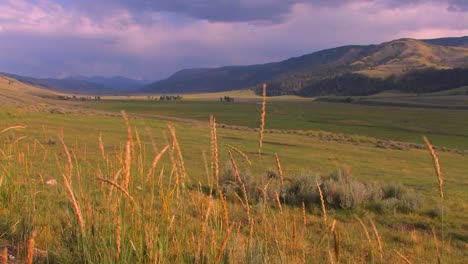 Reeds-blow-to-and-fro-in-a-beautiful-field-in-Yellowstone-National-Park