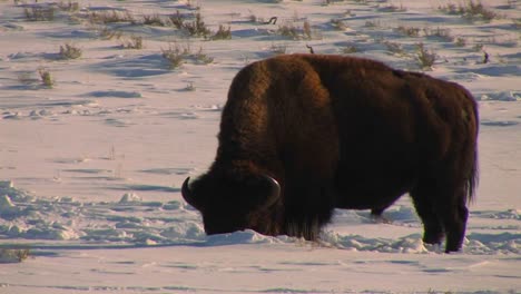 A-buffalo-grazes-in-the-snow-in-Yellowstone-National-Park