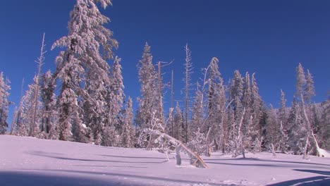 Schwenk-über-Eine-Schneelandschaft-Mit-Schneebedeckten-Winterbäumen
