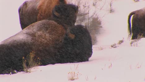 Büffel-Legen-Sich-Im-Schneetreiben-Im-Yellowstone-Nationalpark-Hin