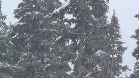 Nieve-Pesada-Cae-En-Un-Bosque