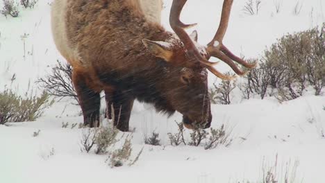 A-large-male-elk-grazes-in-the-snow