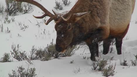 A-large-male-elk-grazes-in-the-snow-1