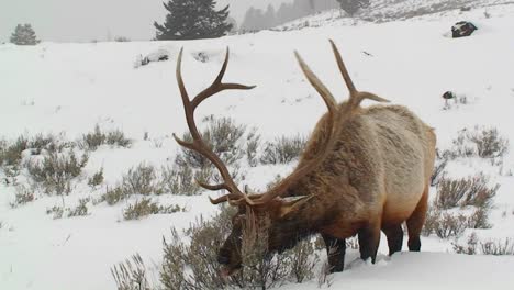 A-large-male-elk-grazes-in-the-snow-2
