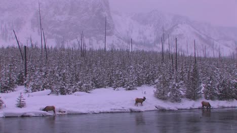 Elk-gather-at-a-stream-in-a-frozen-Yellowstone-scene