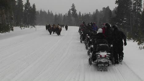 Snowmobiles-park-along-a-road-in-Yellowstone-National-Park-to-observe-buffalo-grazing