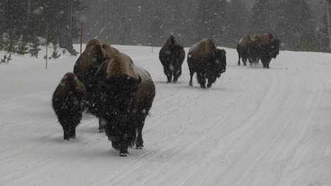 Büffel-Laufen-Bei-Starkem-Schneefall-Im-Yellowstone-Nationalpark-Eine-Straße-Hinunter