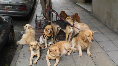 Pets-are-tied-up-on-leashes-on-street-in-Buenos-Aires