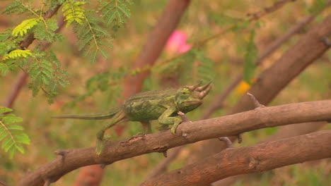 A-threehorned-chameleon-slowly-travels-across-a-branch