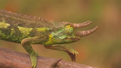 A-horned-chameleon-walks-through-the-branches
