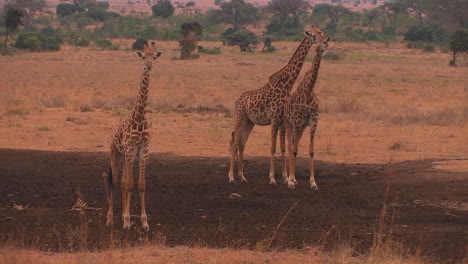 Drei-Giraffen-Stehen-Auf-Der-Ebene-Kauend-Und-Schauen-Sich-Um
