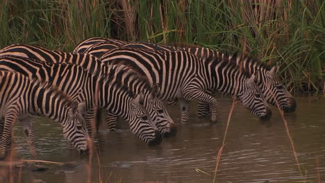 Eine-Herde-Zebras-Trinkt-An-Einer-Wasserstelle,-Man-Hebt-Den-Kopf
