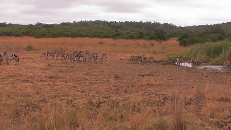A-herd-of-zebras-are-walking-on-the-plain-and-drinking-at-a-waterhole