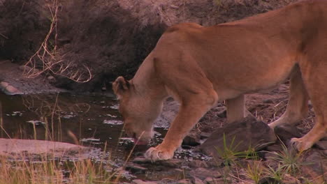 A-lioness-drinks-water-from-a-small-pond