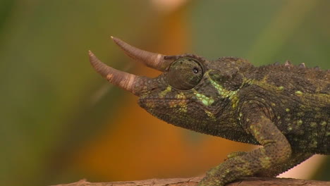 A-horned-chameleon-rotating-its-eyes