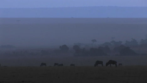 Wildebeests-graze-on-the-plains-as-the-fog-rolls-in