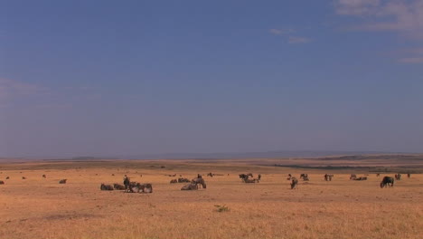 A-small-herd-of-wildebeest-graze-on-a-grassy-plain