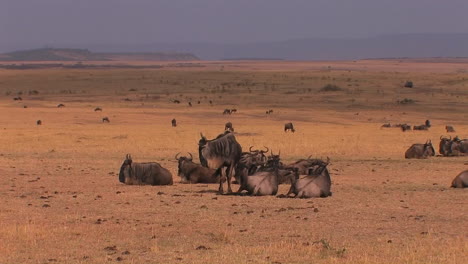 A-herd-of-wildebeests-are-resting-or-grazing-on-the-plains