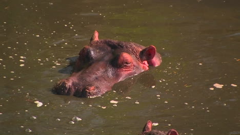 A-hippopotamus-sits-up-to-his-neck-in-water-flicking-his-ear