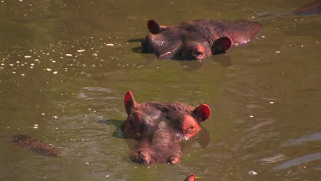 Dos-Hipopótamos-Yacen-Sumergidos-En-El-Agua,-Uno-Mueve-La-Oreja-Y-El-Otro-Levanta-La-Cabeza-Mientras-El-Agua-Fluye-A-Su-Alrededor