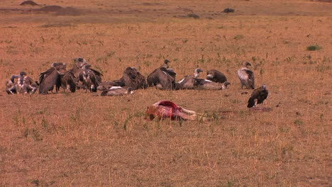Vultures-rest-near-the-carcass-of-a-half-eaten-animal