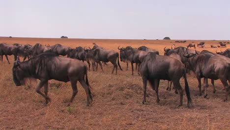 A-heard-of-wildebeest-travel-a-cross-an-open-plain