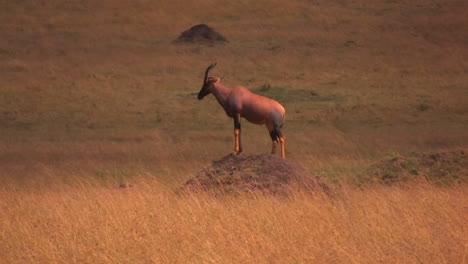 An-antelope-stands-on-top-of-a-dirt-mound-staring-ahead