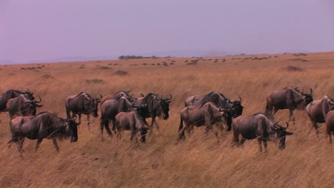 A-herd-of-wildebeests-are-walking-across-a-plain