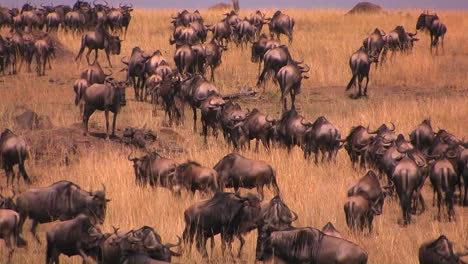 A-herd-of-wildebeests-stand-or-walk-around-on-the-plains